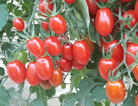 玉女番茄